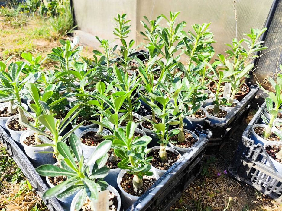 Rosas do deserto - "Adenium Obesum"