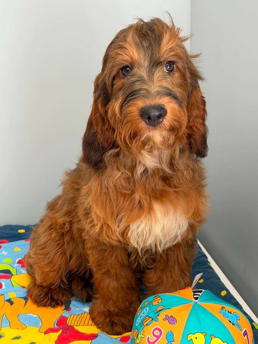 Cockapoo f1 -Cocker spaniel/pudel   -PIES