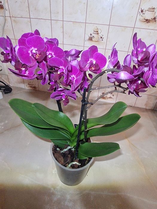 Орхідеї бігліпи та інші сорти