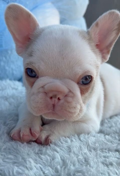 Menino buldog blue pied