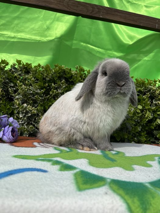 Бронь.NHD.Карликові кролики,висловухі баранч