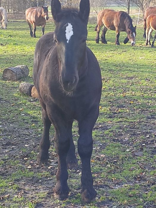 Źrebak zimnokrwisty