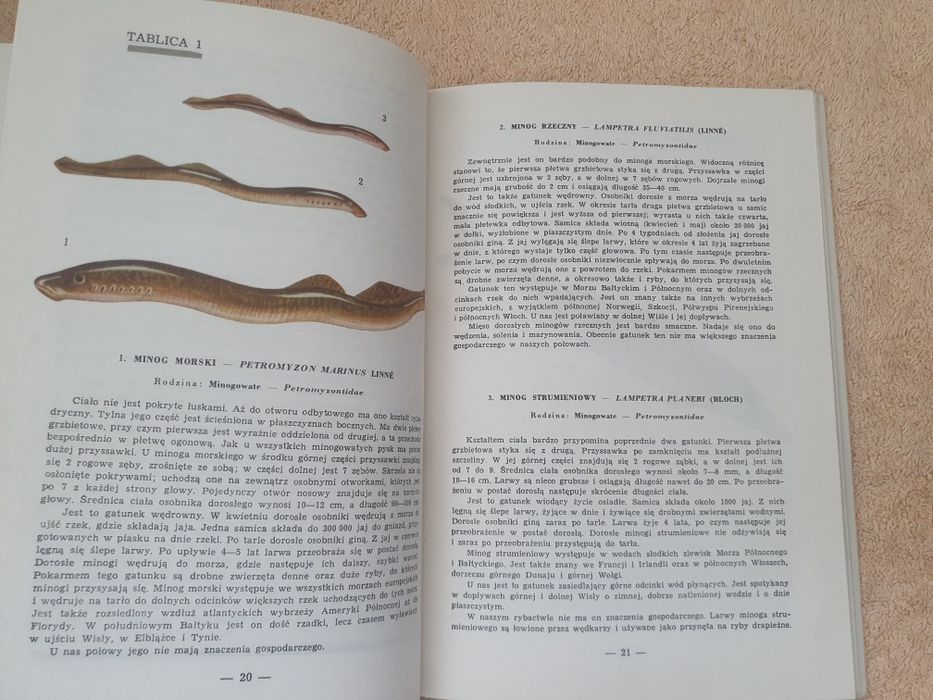 Ryby wód polskich Andrzej Rudnicki