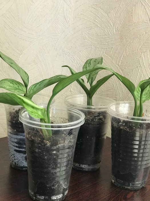 Аглаонема молода рослина