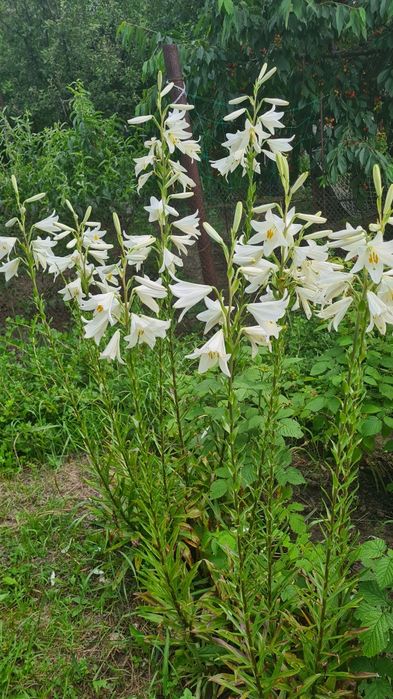 Белая лилия садовая