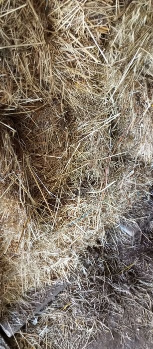 Alimento para animais