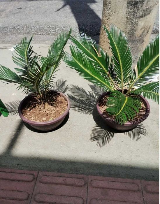 Palmeira Cyca Revoluta