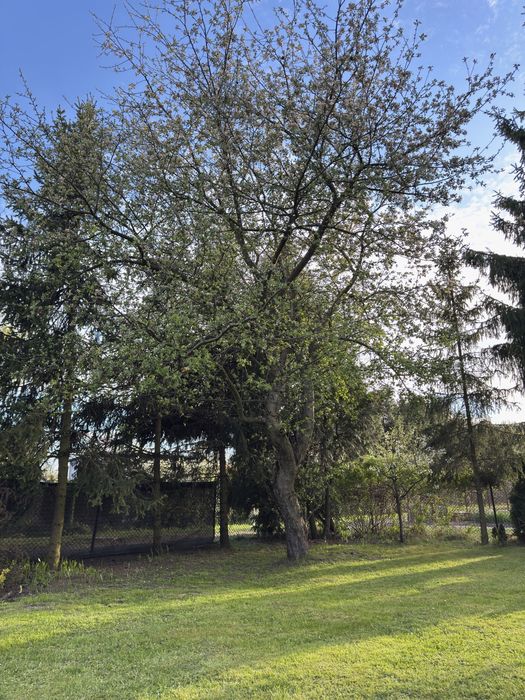 Dzialka rekreacyjna ul.Tuwima, Sosnowiec – pohled 5