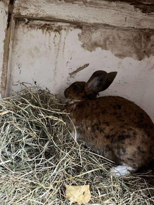 Króliki rex mlode dorosle samce samice