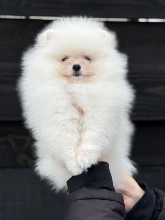 Хлопчик померанського шпіца