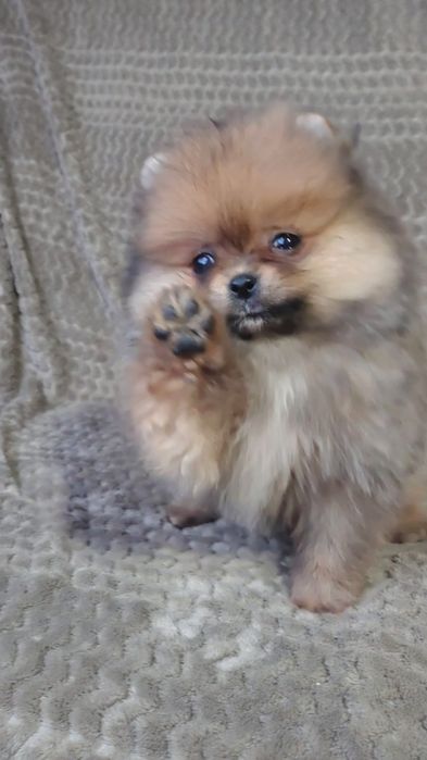 Девочка помераночка.