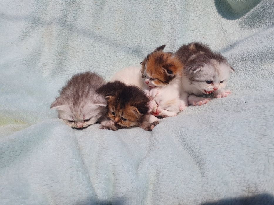 Шатланск е котята ,