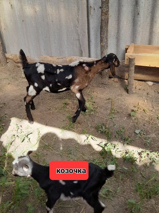 Продам нубійських козенят.Є козочки  і цапики