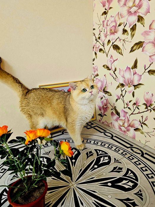 Золота шиншила VIP класу в'язка