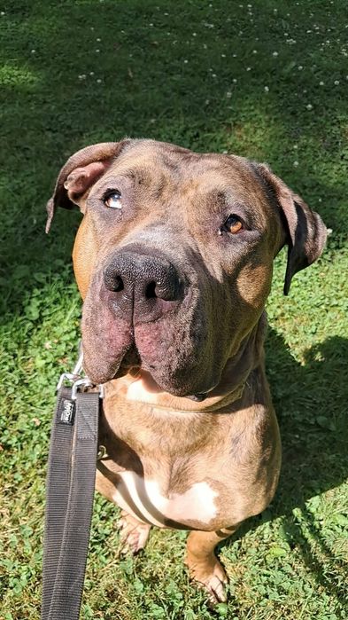 American bully xl