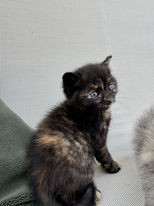 Кошенята в добрі руки