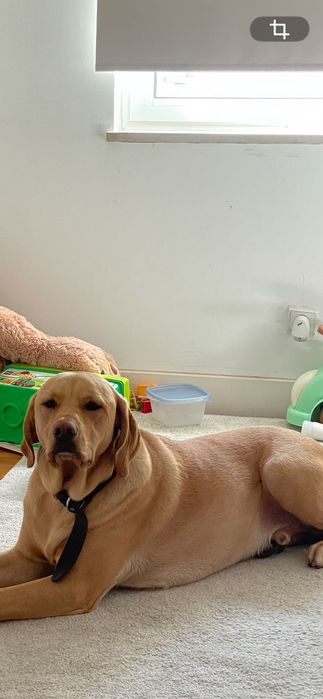 Cão de família, 3 anos, rafeiro mas com uma personalidade incrível. Meigo, bom com crianças apesar de gostar de lhes roubar a comida:)