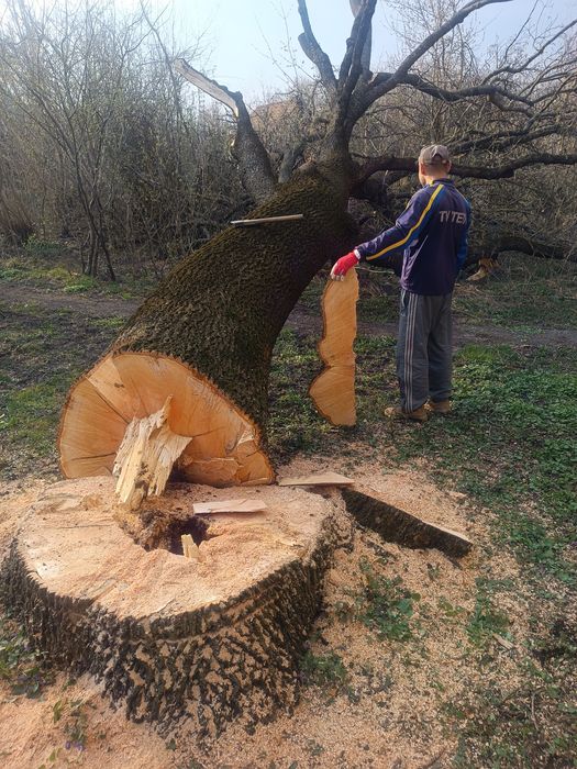 Обрізання та зрізання дерев