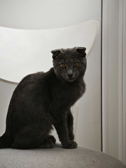Шотландський висловухий котик