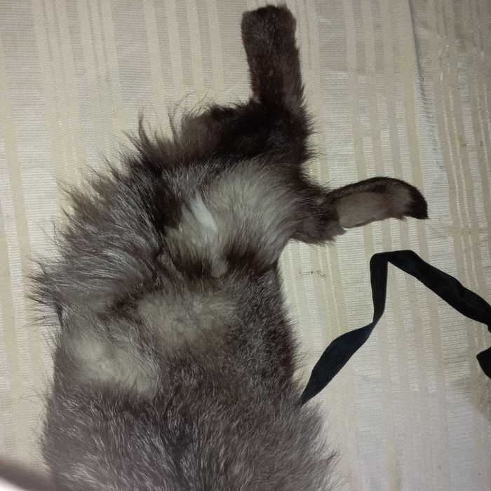 меховый воротник  пальто шуба мех чернобурка