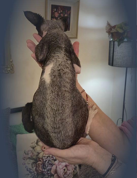 Devon rex Remus unikatowy kocurek