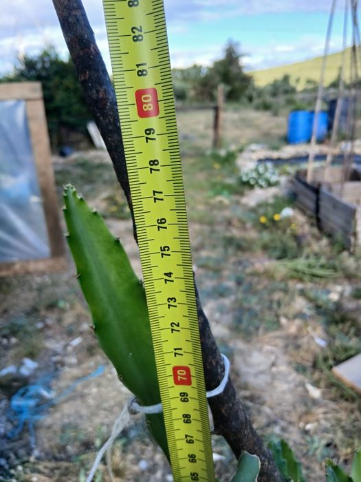 Planta pitaya grande