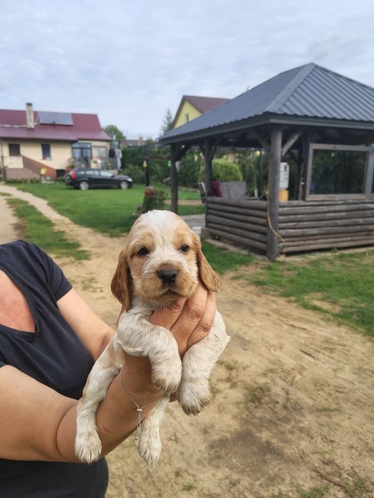Cocker  spaniel angielski