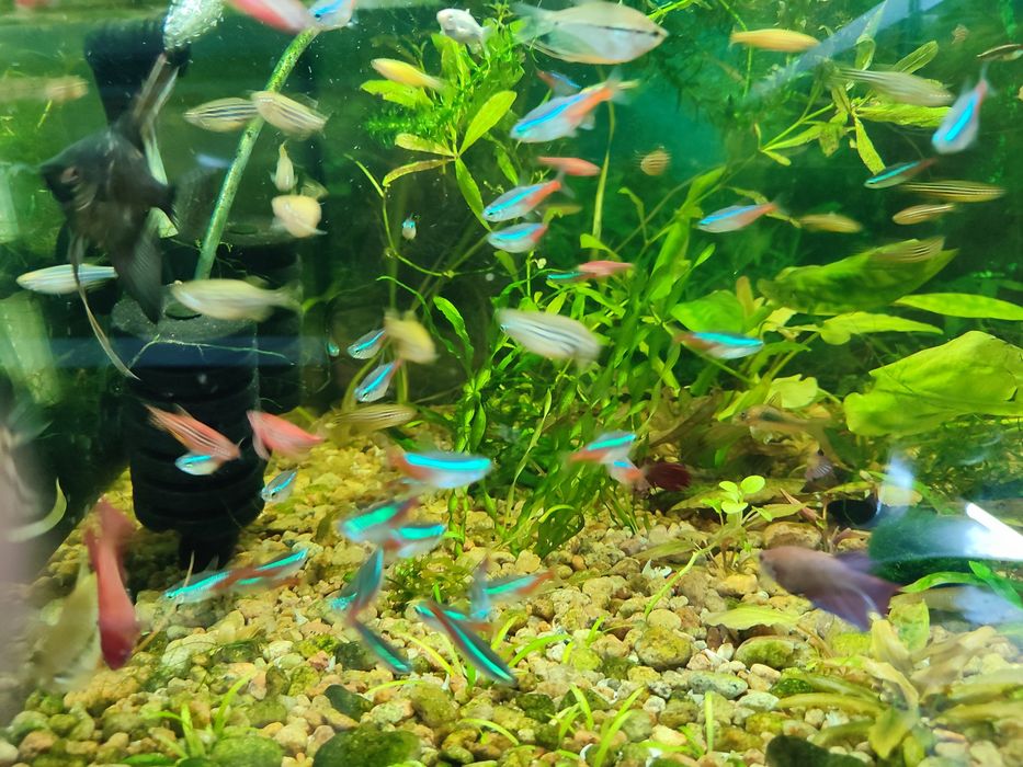 Аквариумная рыбка