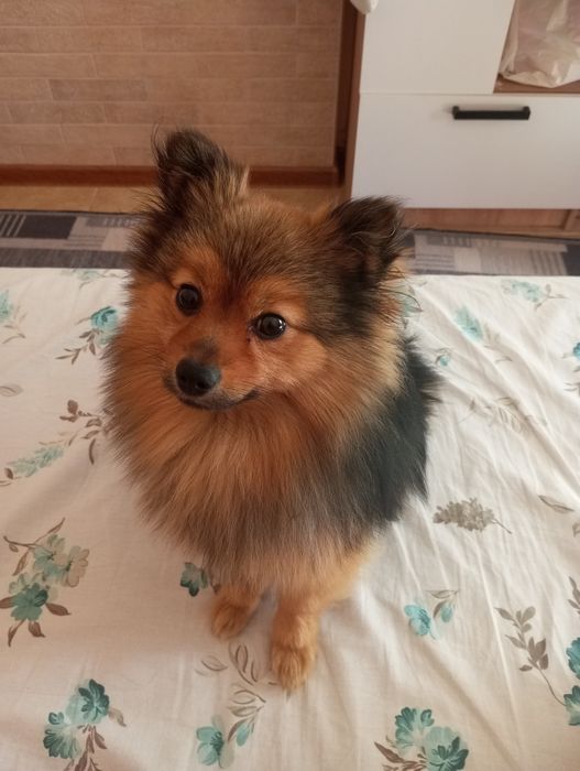 В'язка шпіца молодий принц