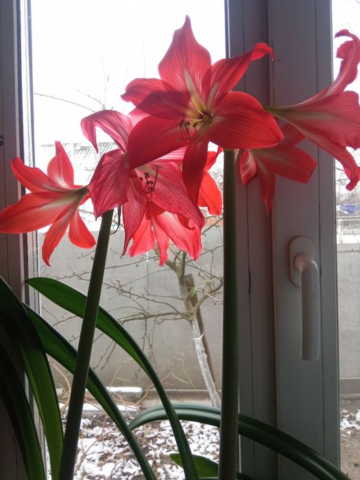 Гіпеаструм(кімнатна лілія)