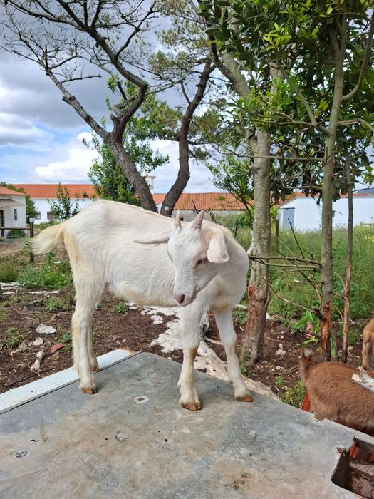 Cabrita com 2 meses