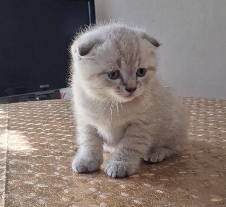 Продам тайських котят хлопчик