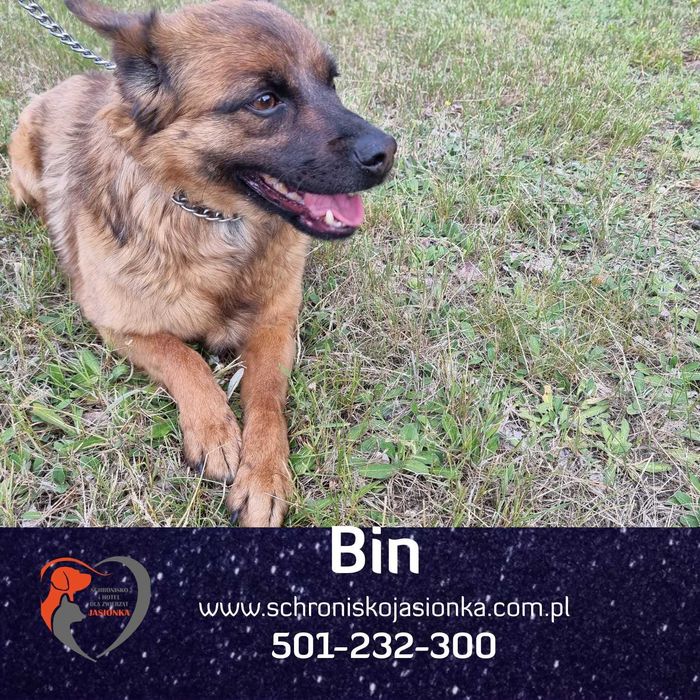 bin  w schronisku w schronisku jasionka aktualne