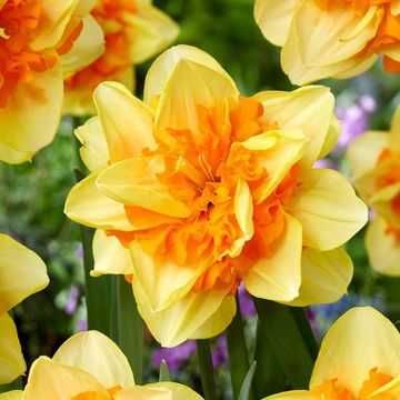 Весняний Розпродаж цибулин нарцисів