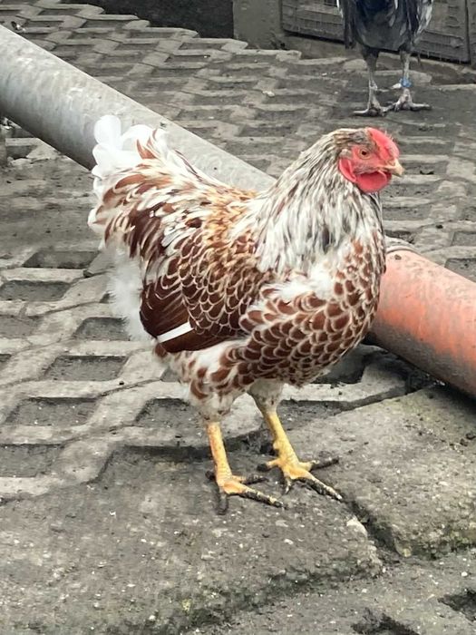 koguty wyandotte miniaturowe (wyandotty)