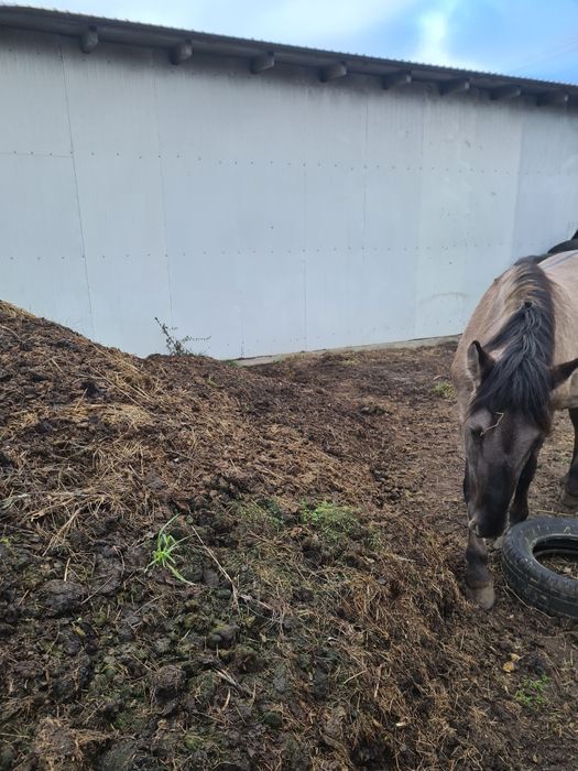 Sprzedam obornik koński