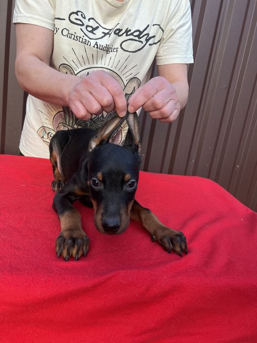 Цуценята добермана щенки добермана документы чип