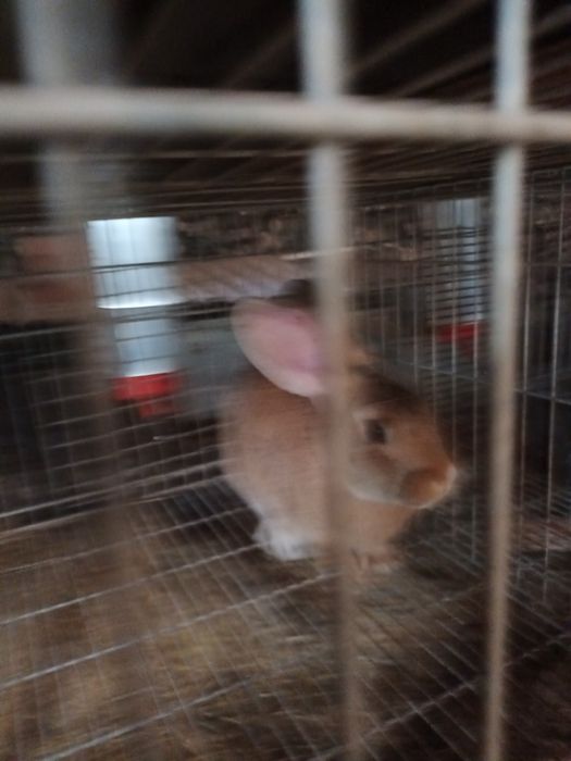 Casal coelhos castanhos