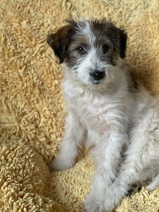 Красива дівчинка шукає родину