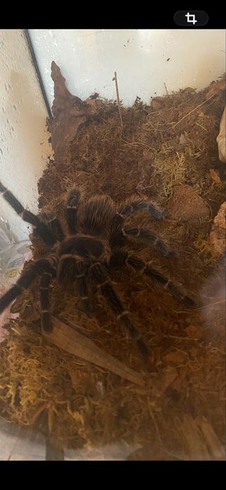 Lasiodora parahybana – samica