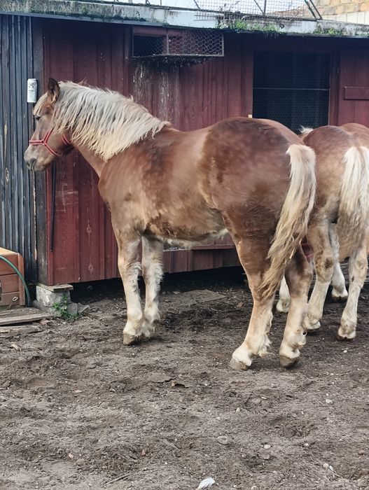 Sprzedam zrebowke klacz.