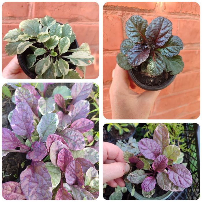 Каріоптерис, Спірея, бересклет, живучка, колхікум