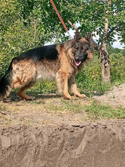 Продам цуценят нім вівчарки