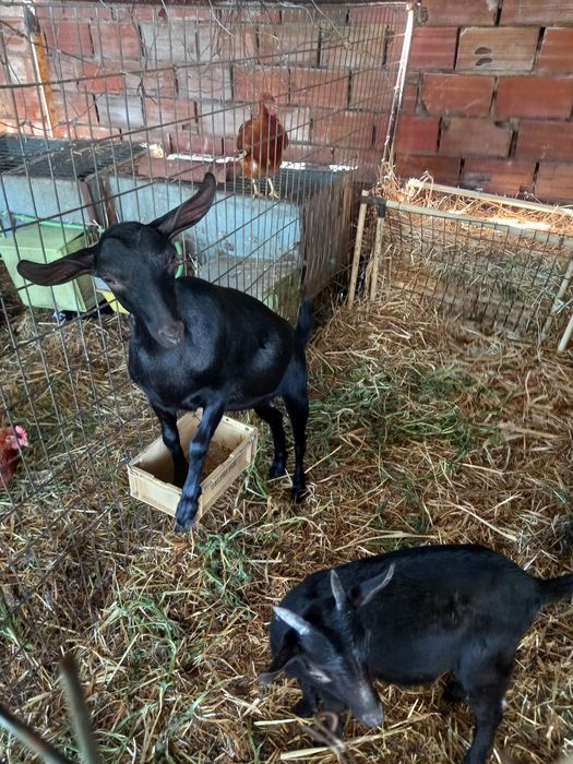 Animais de quinta  (Chibas murcianas puras)