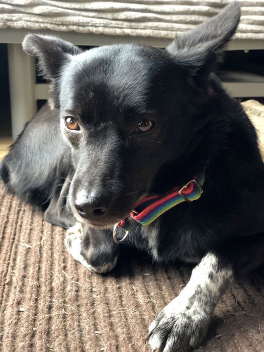 Karmen czeka na najlepszy dom