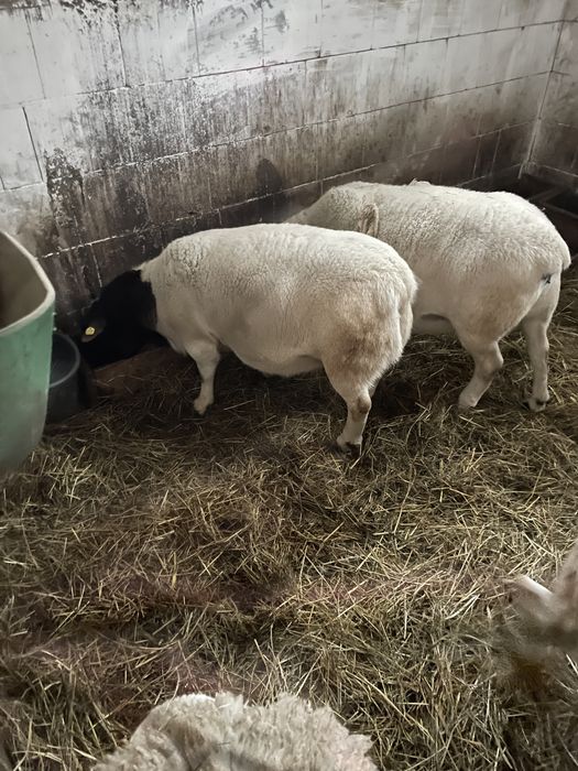 Owieczki dorper jarki 3,5 mc. Owca dorper jarka