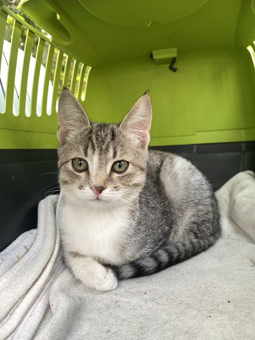 Кошенятко Лілі до люблячого серця