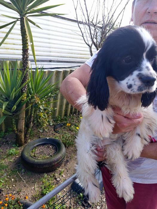 Super Cocker Spaniel