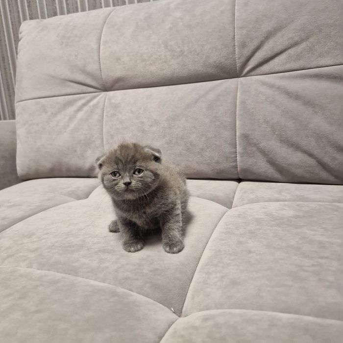 Продам британських кошенят