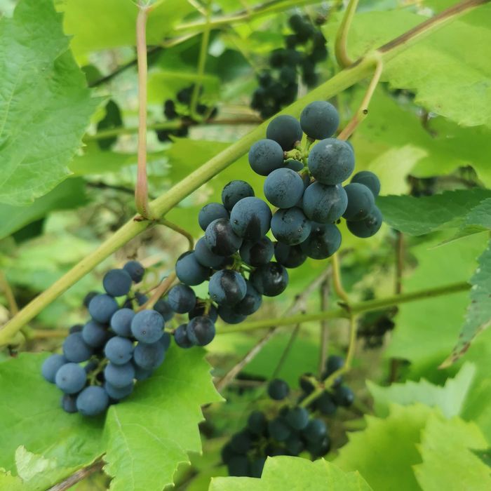 Winogron ekologiczny